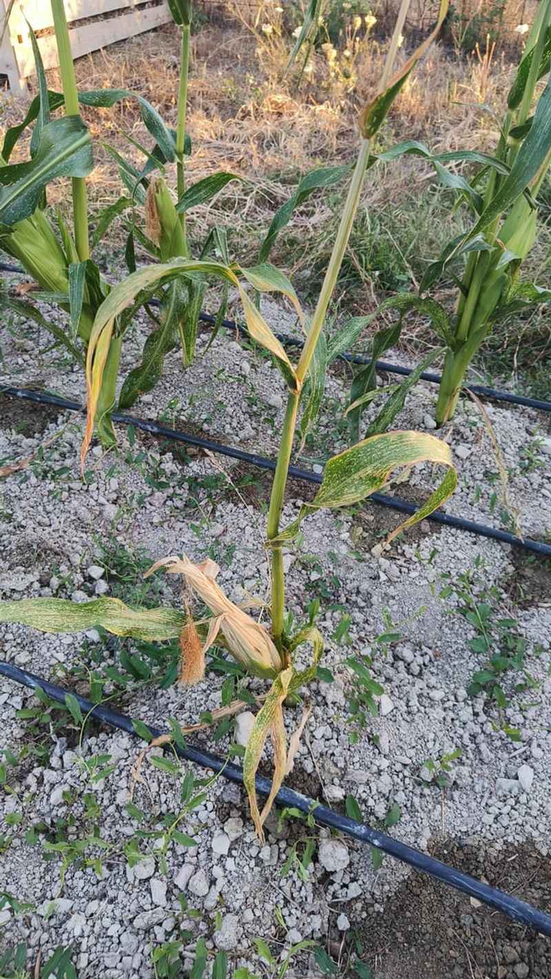 Adjust Watering Practices