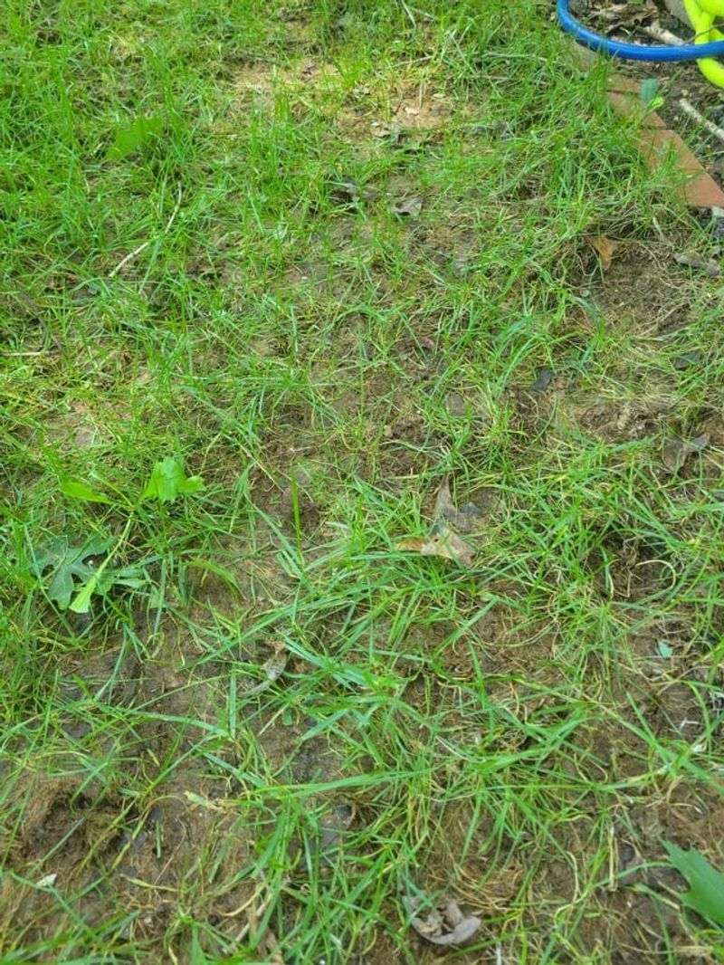 Reduce Thatch Buildup