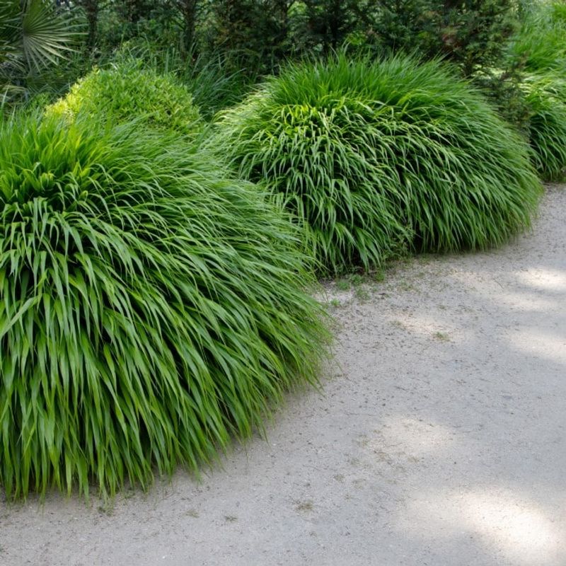 Fertilize Sparingly