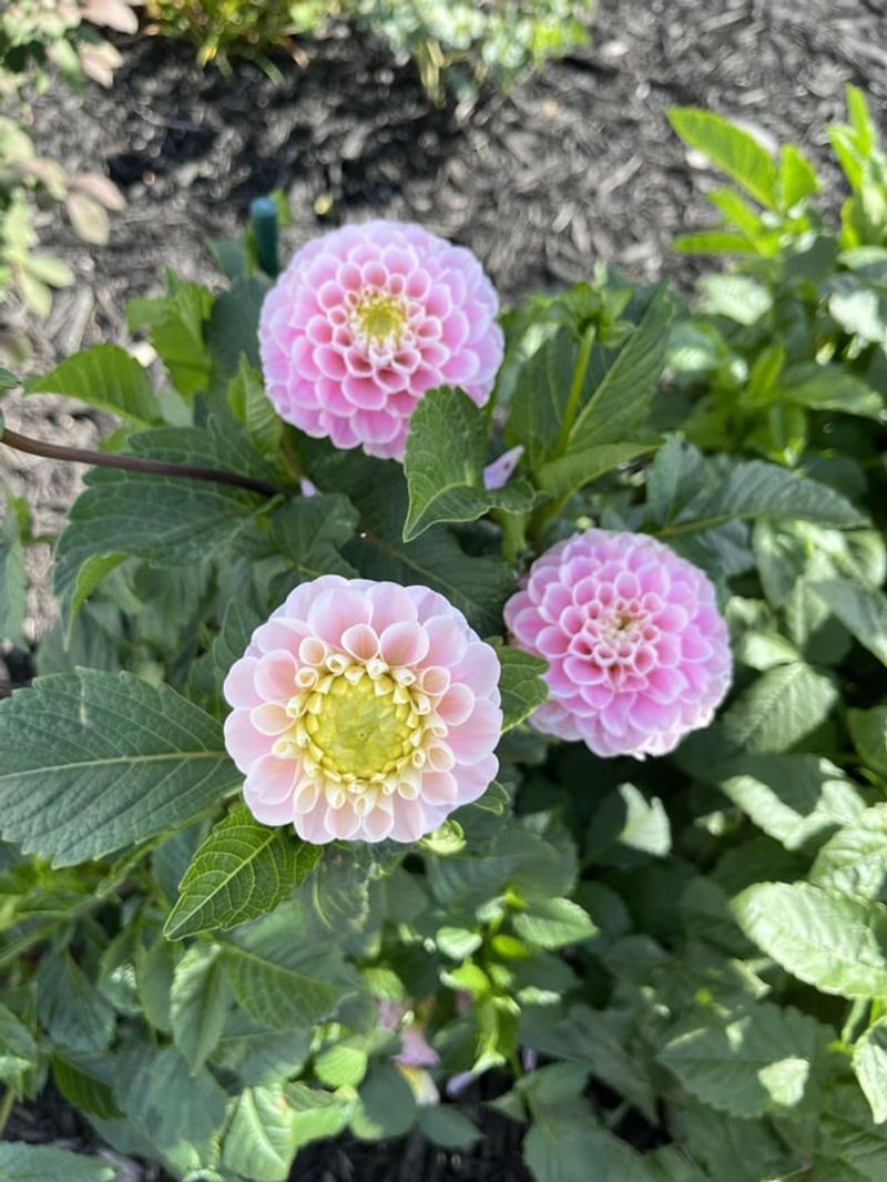 Prune Lower Foliage