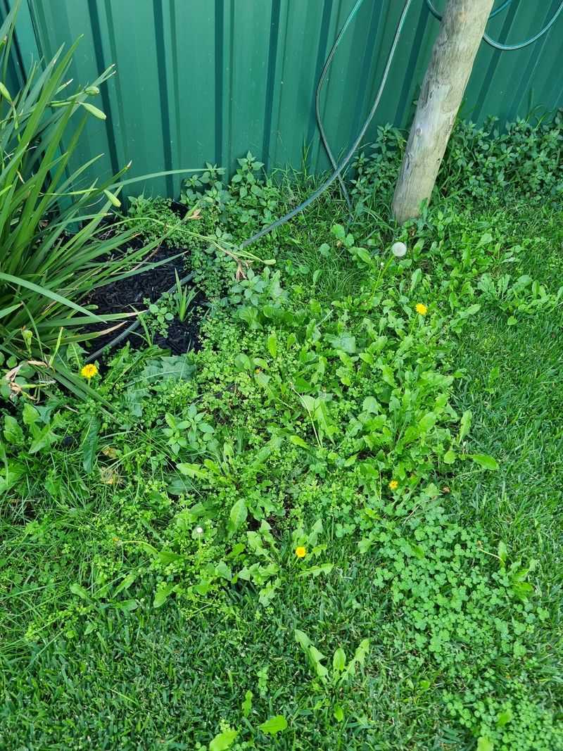 Spot-Treat Weeds Carefully