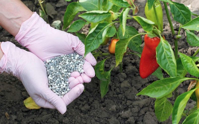 Feed With Balanced Fertilizer