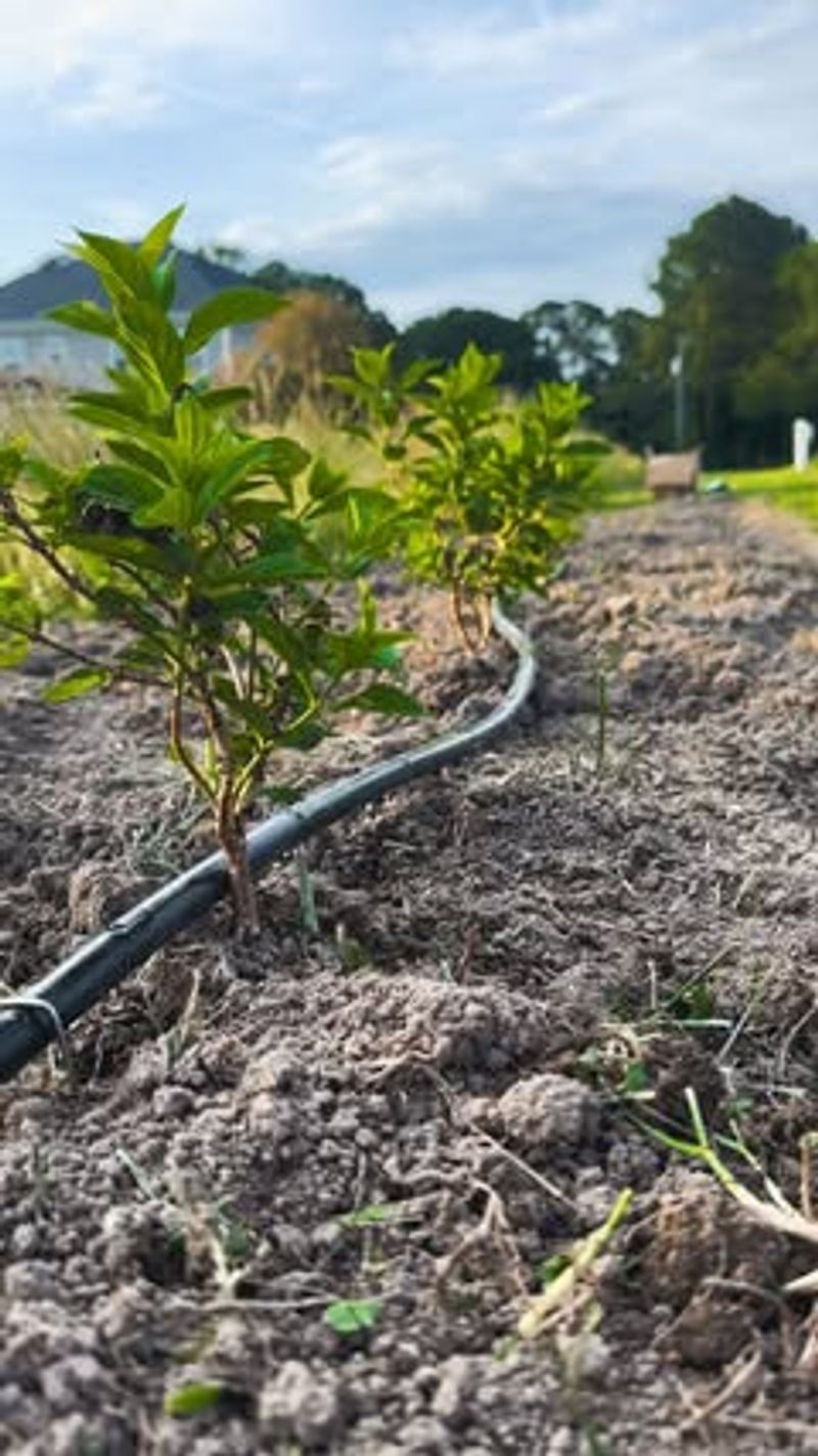 Install Drip Irrigation System