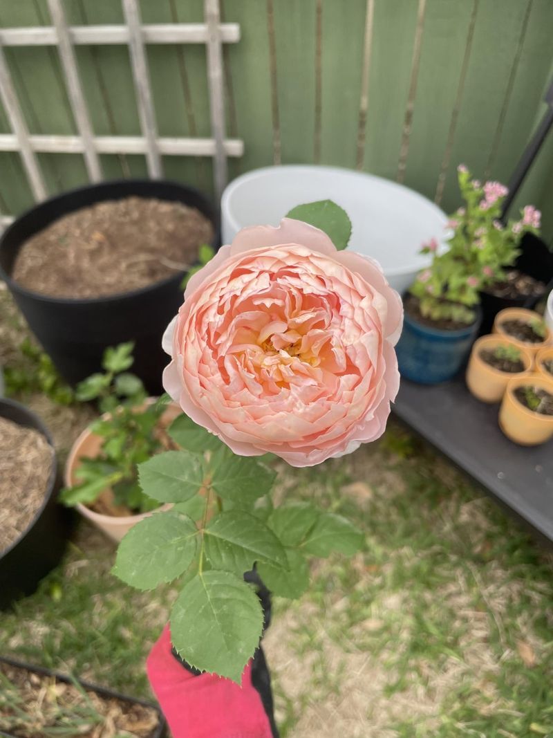 Choose The Right Potting Medium