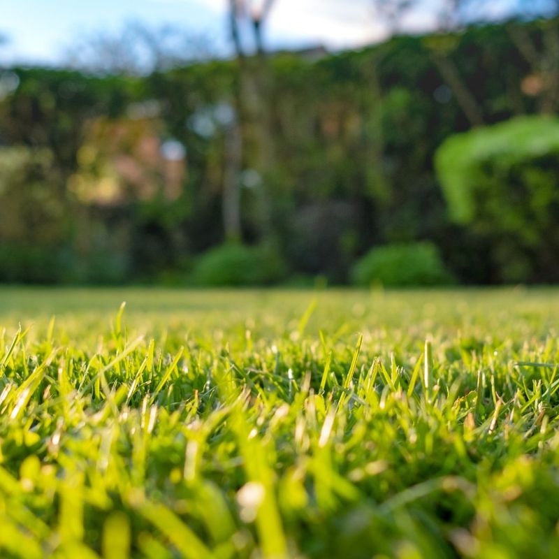 Proper Fertilization Timing