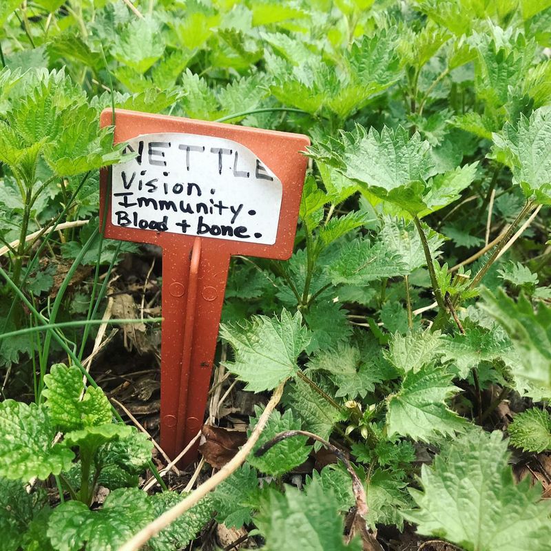 Participate In Community Garden Initiatives