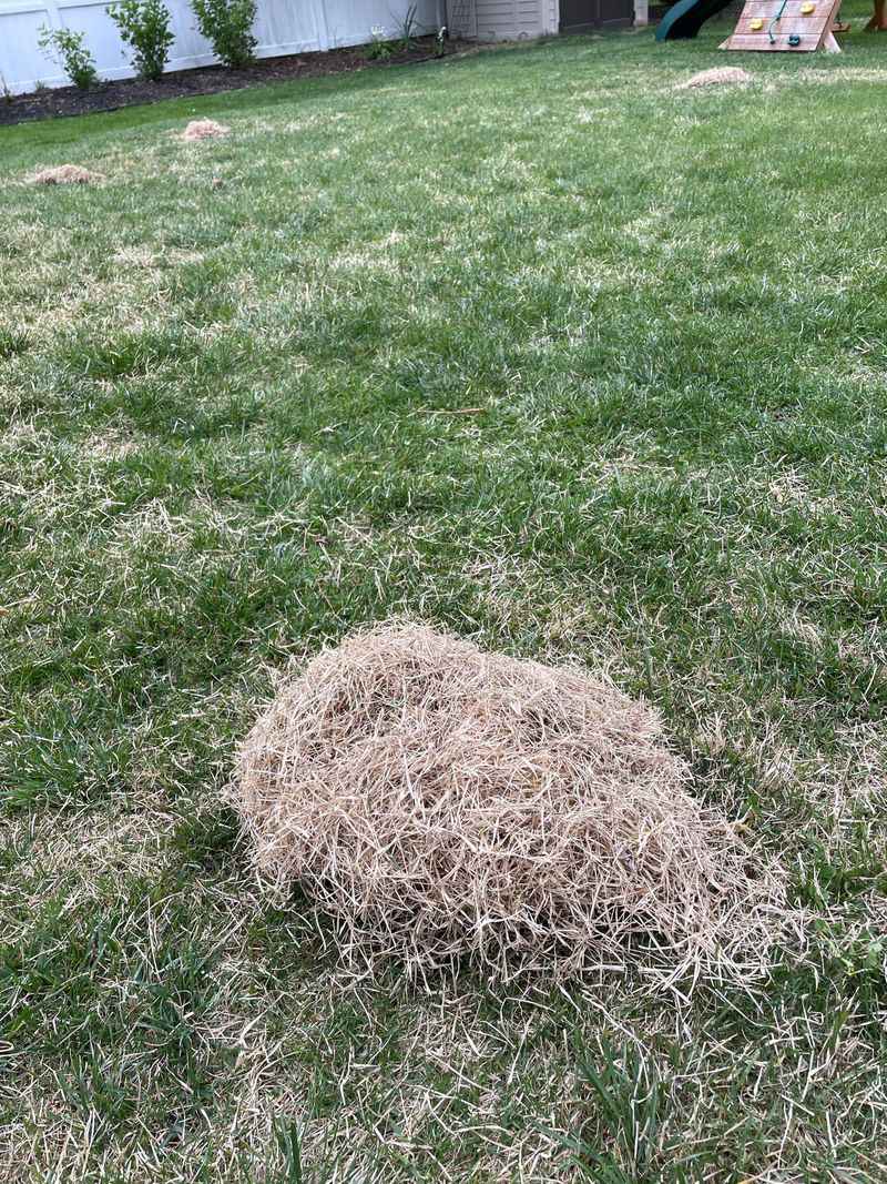 Convert To Warm-Season Grass