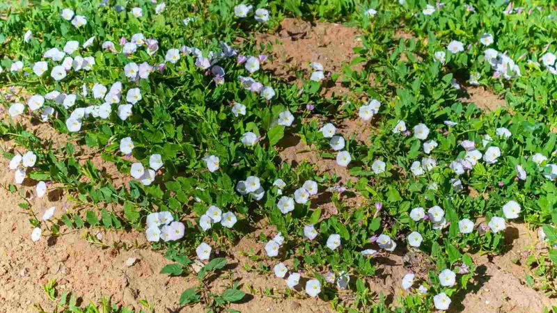 Using Ineffective Ground Covers
