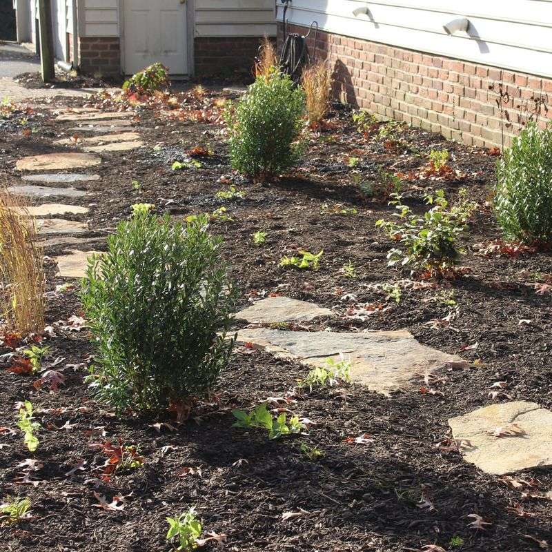 Overlooking Native Mulch Options