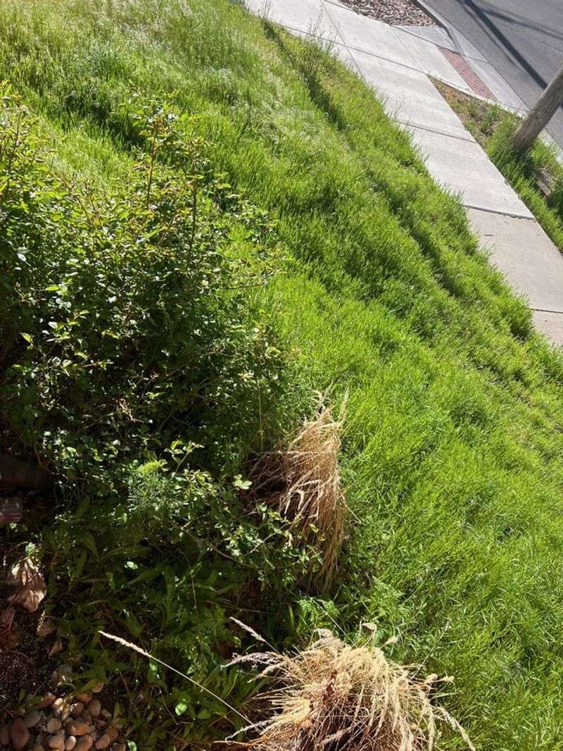 Failing to Control Noxious Weeds
