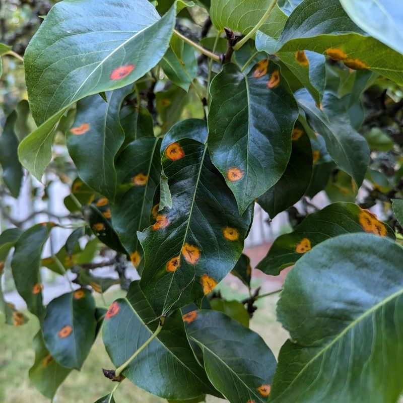 European Pear Trees