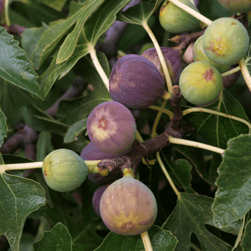 Mission Fig