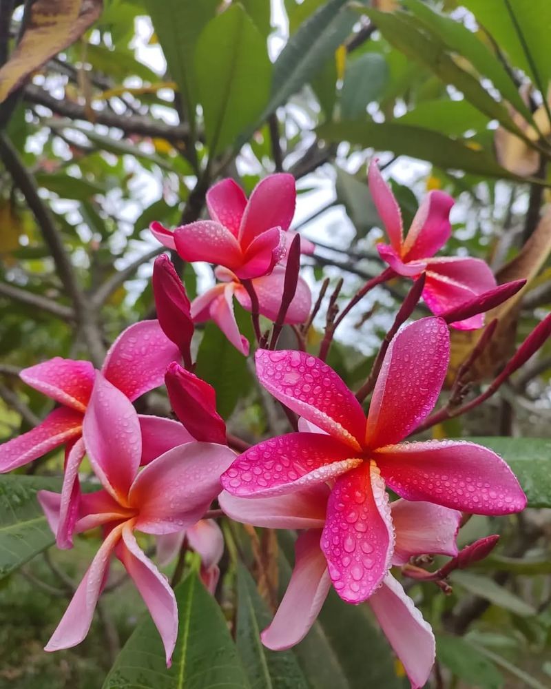 Plumeria