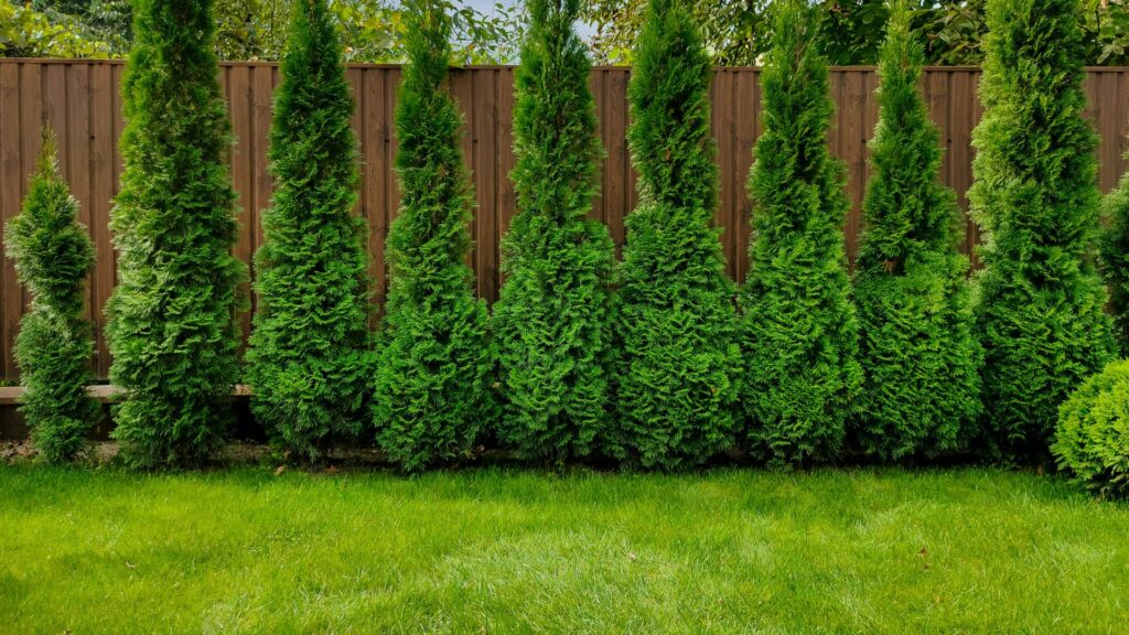 Arborvitae