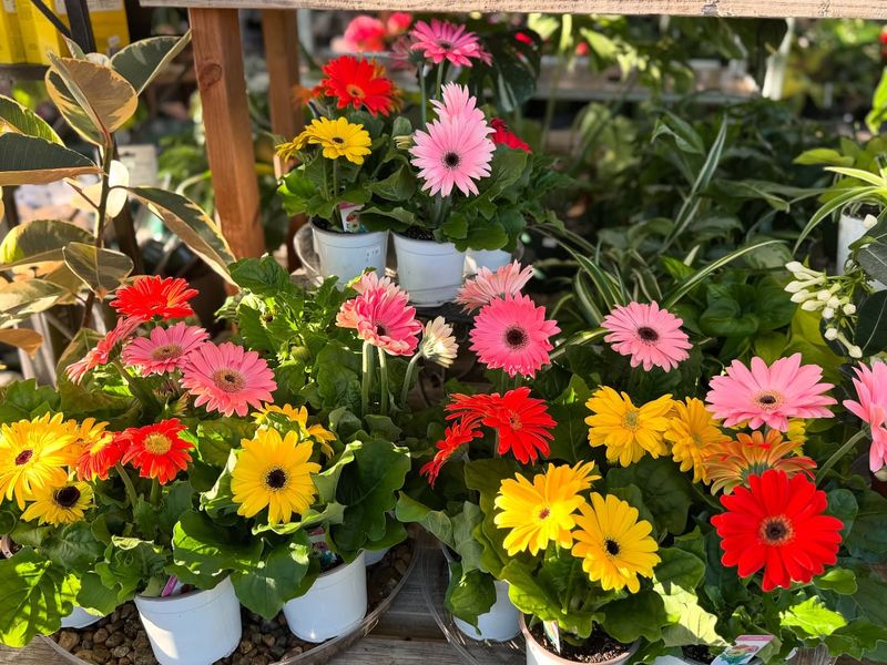 Gerbera Daisy (Gerbera jamesonii)