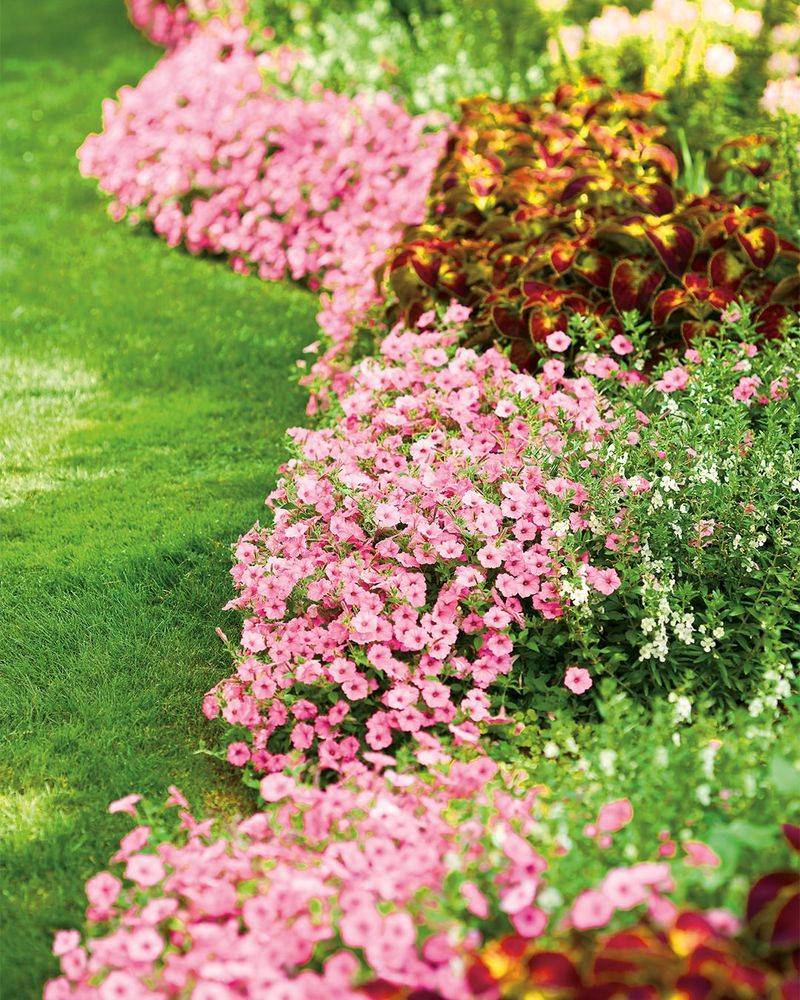 Petunias – Cascading Color