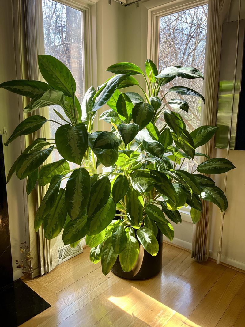 Chinese Evergreen