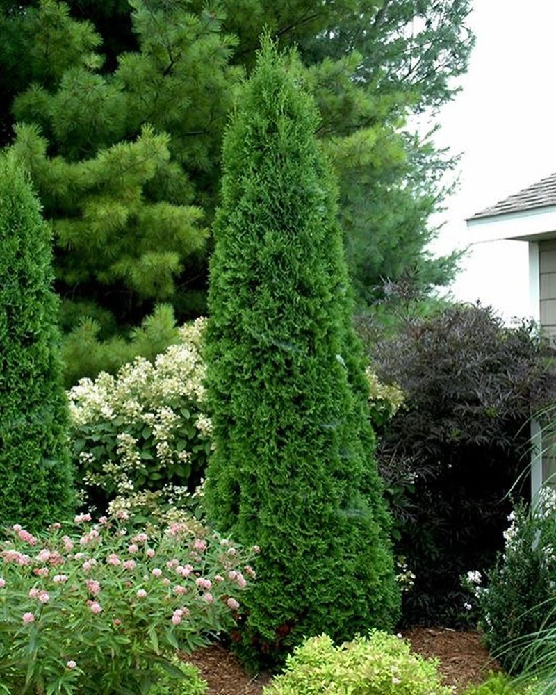 Italian Cypress: Mediterranean Misfit