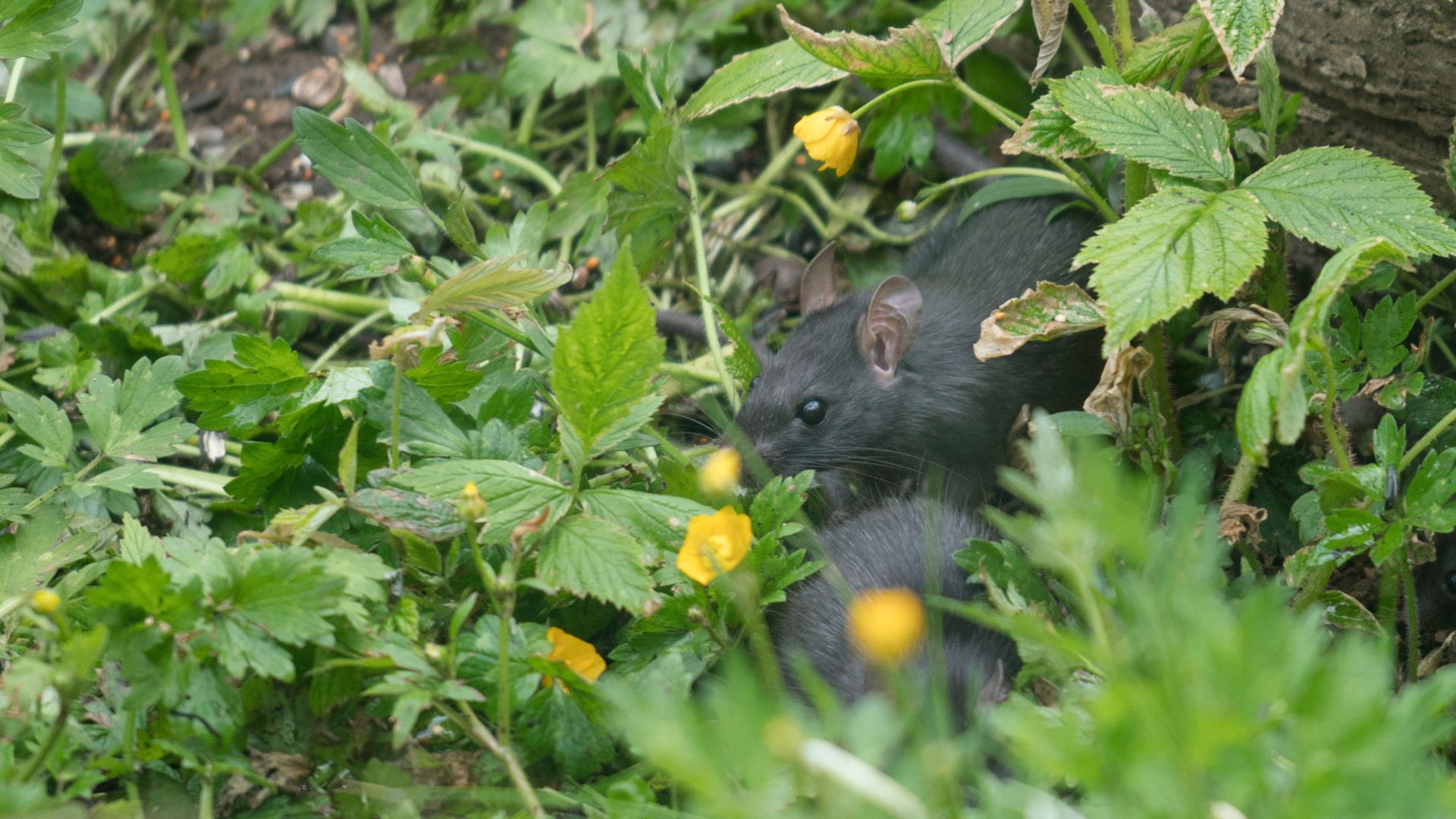 Arizona Gardeners Swear By These Plants For Keeping Rats Away