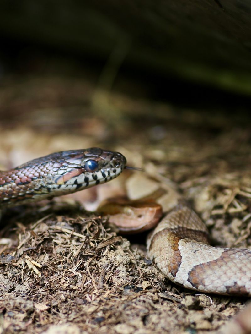 Virginia's Appalachian Ambushers