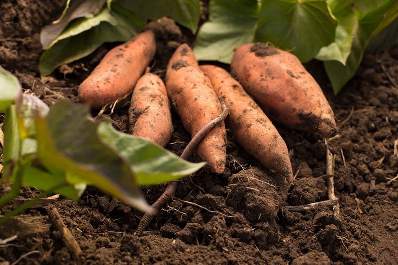 Sweet Potatoes