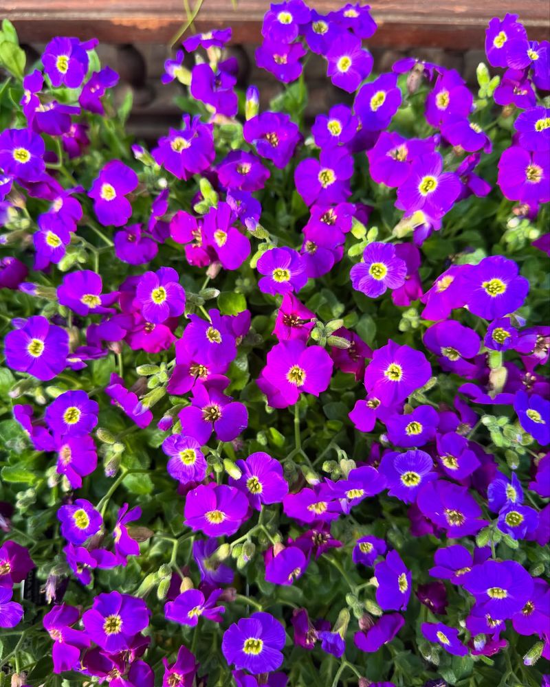 Aubrieta