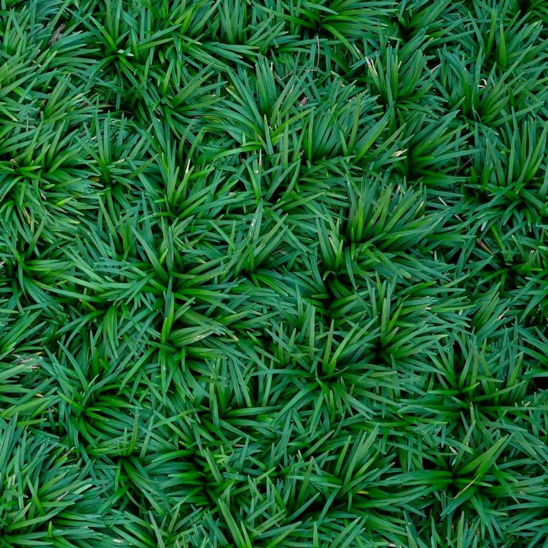 Dwarf Mondo Grass