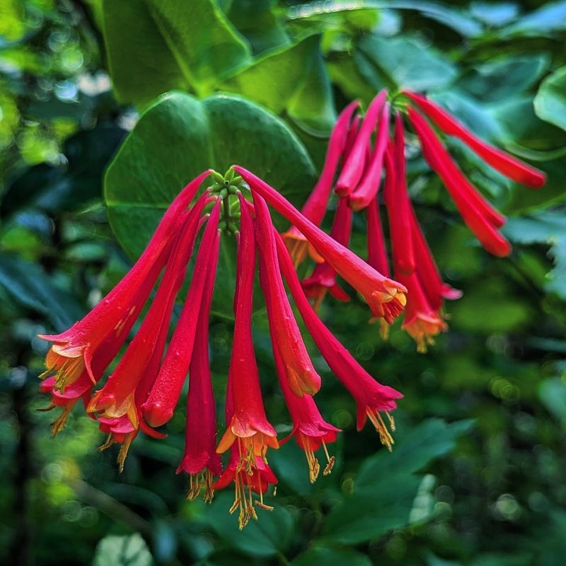 Coral Honeysuckle (Lonicera sempervirens)