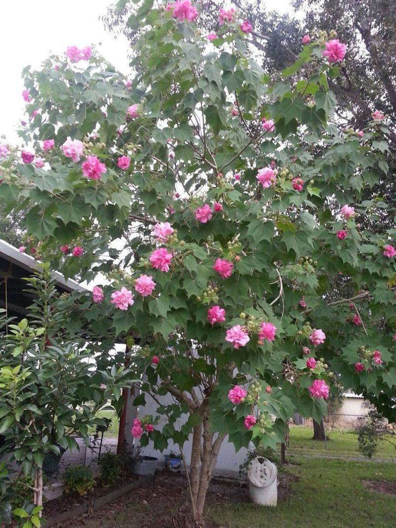 Confederate Rose