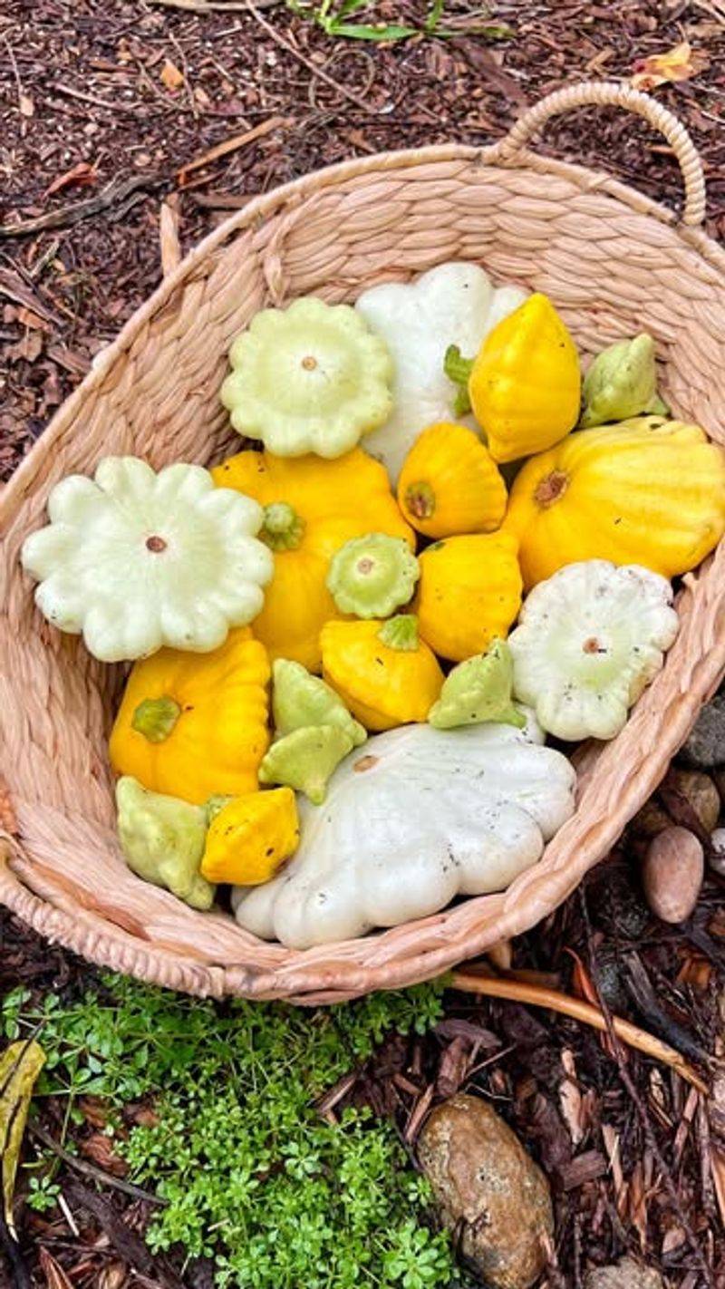 Juicy Summer Squash