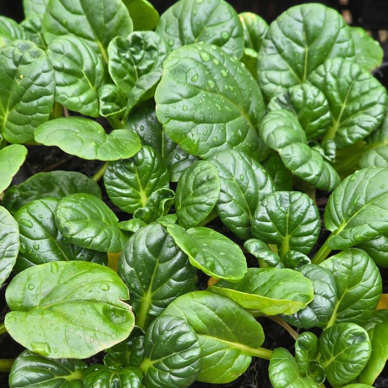 Tenacious Tatsoi