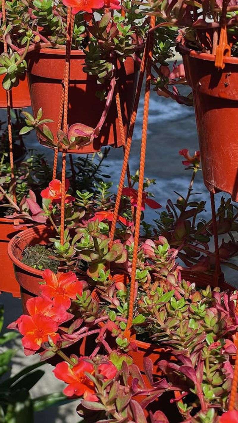 Radiant Portulaca