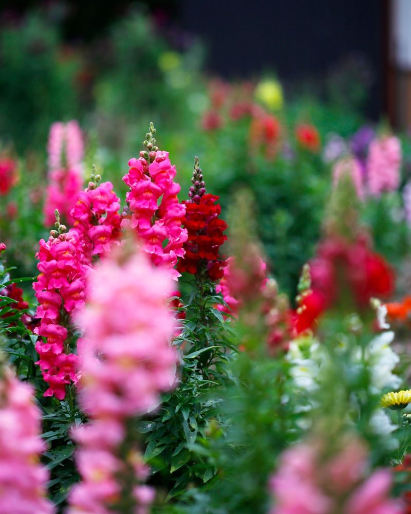 Faithful Snapdragons