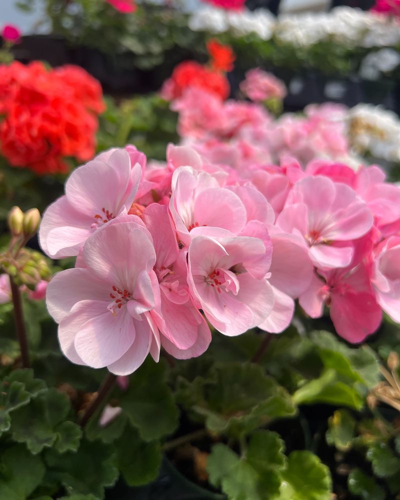 Cheerful Geraniums
