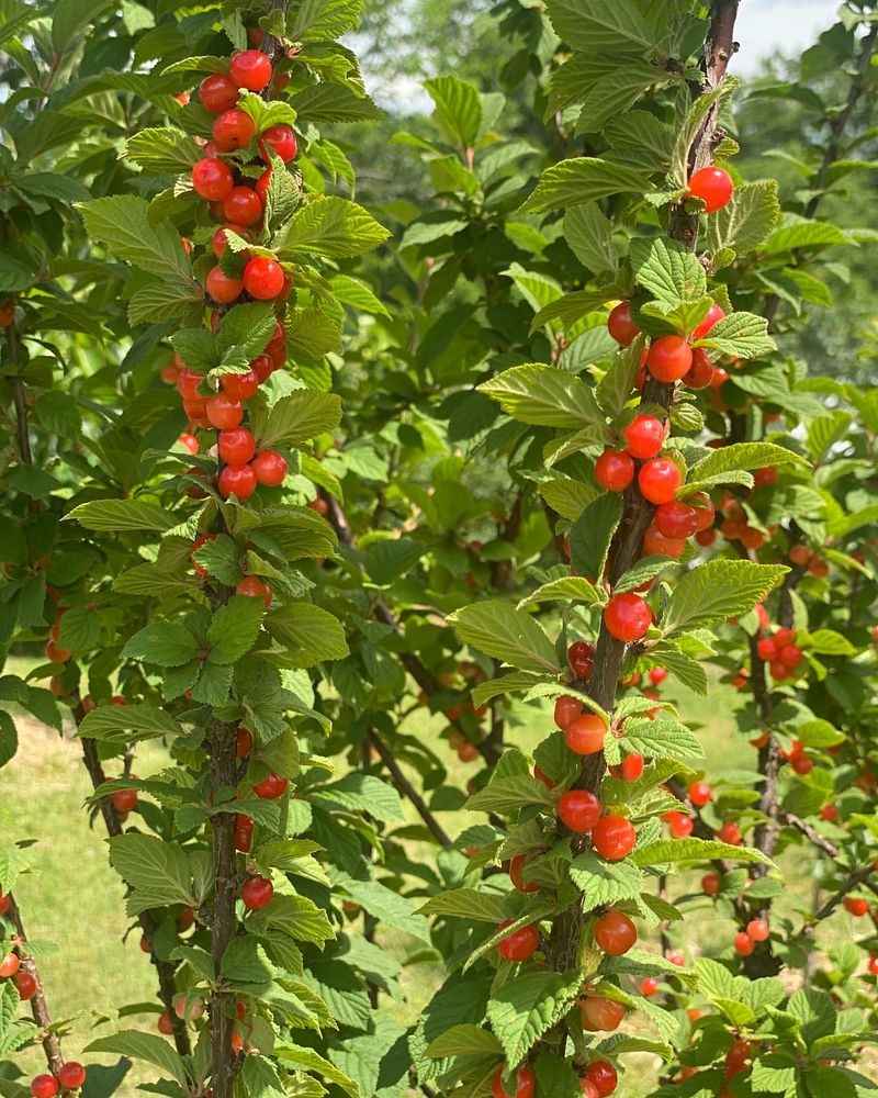 Nanking Cherry: Prolific Bearer of Ruby Jewels