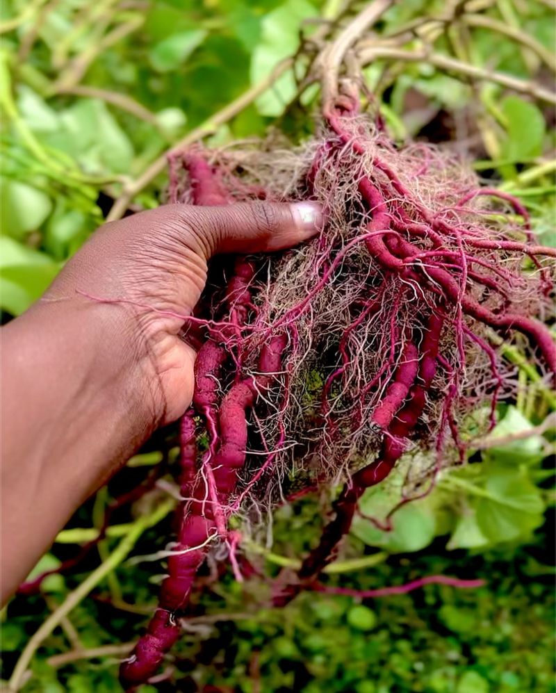 Sweet Potato Vine