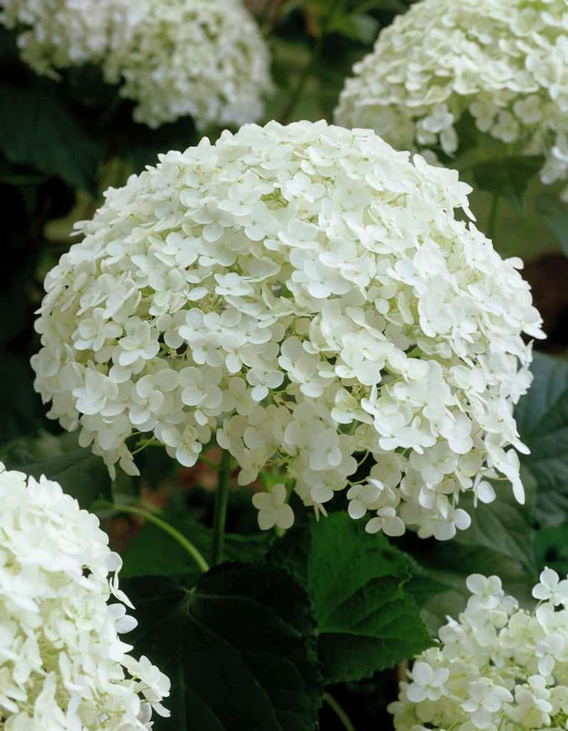 Smooth Hydrangea