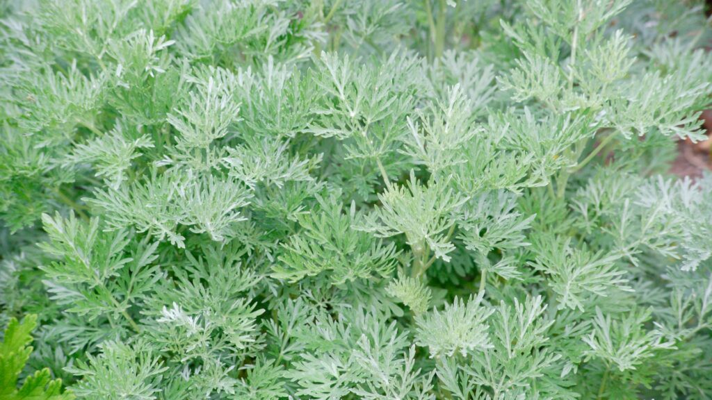 Artemisia