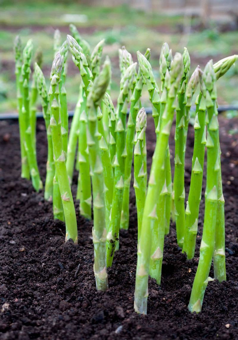 Asparagus - Long-Term Bed Occupiers