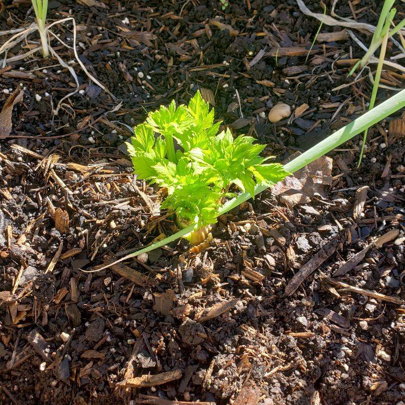 Celery