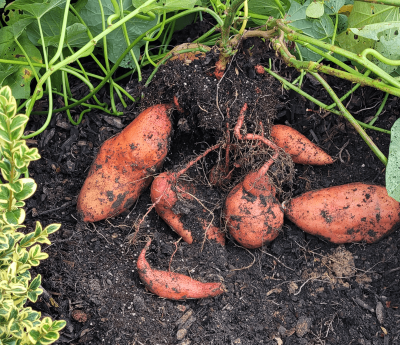 Sweet Potatoes