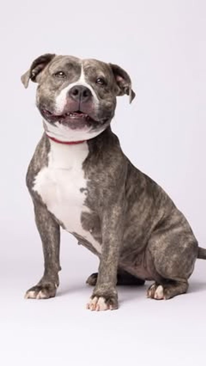 Certain Breeds of Dogs