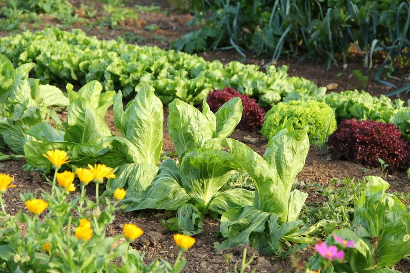 Front Yard Vegetable Gardens
