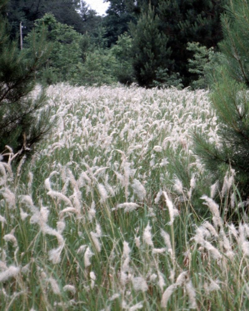 Cogongrass