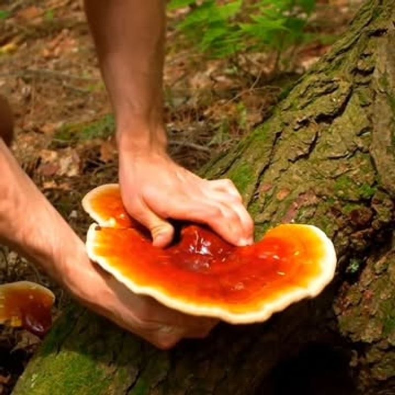 Reishi