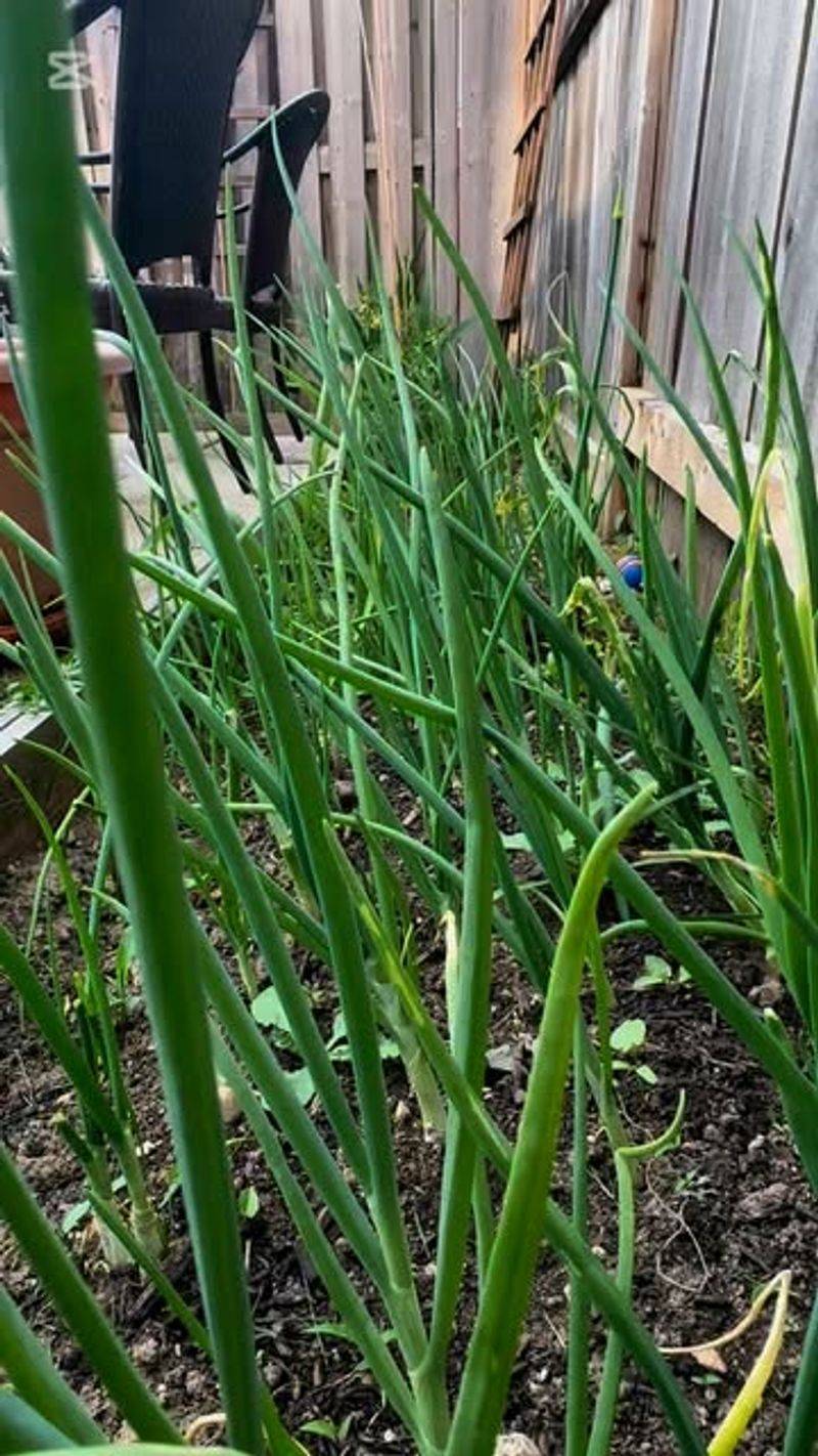 Green Onions