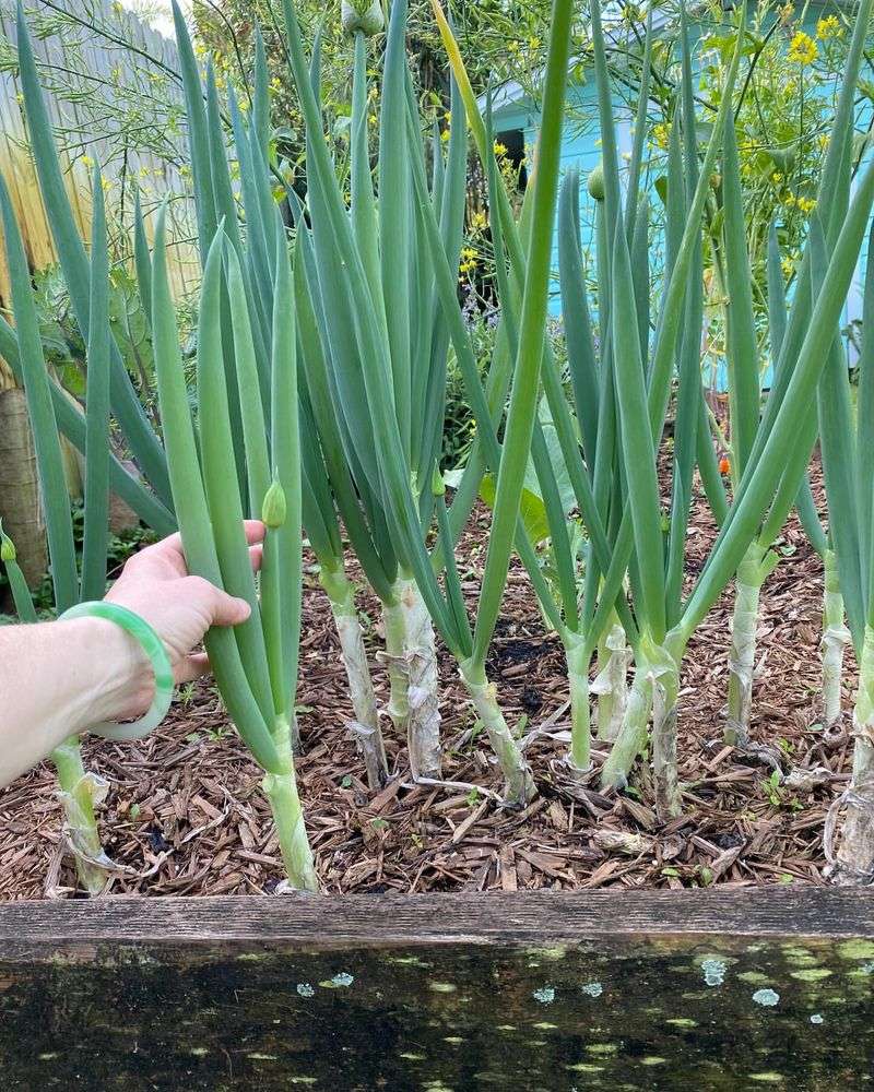 Green Onions
