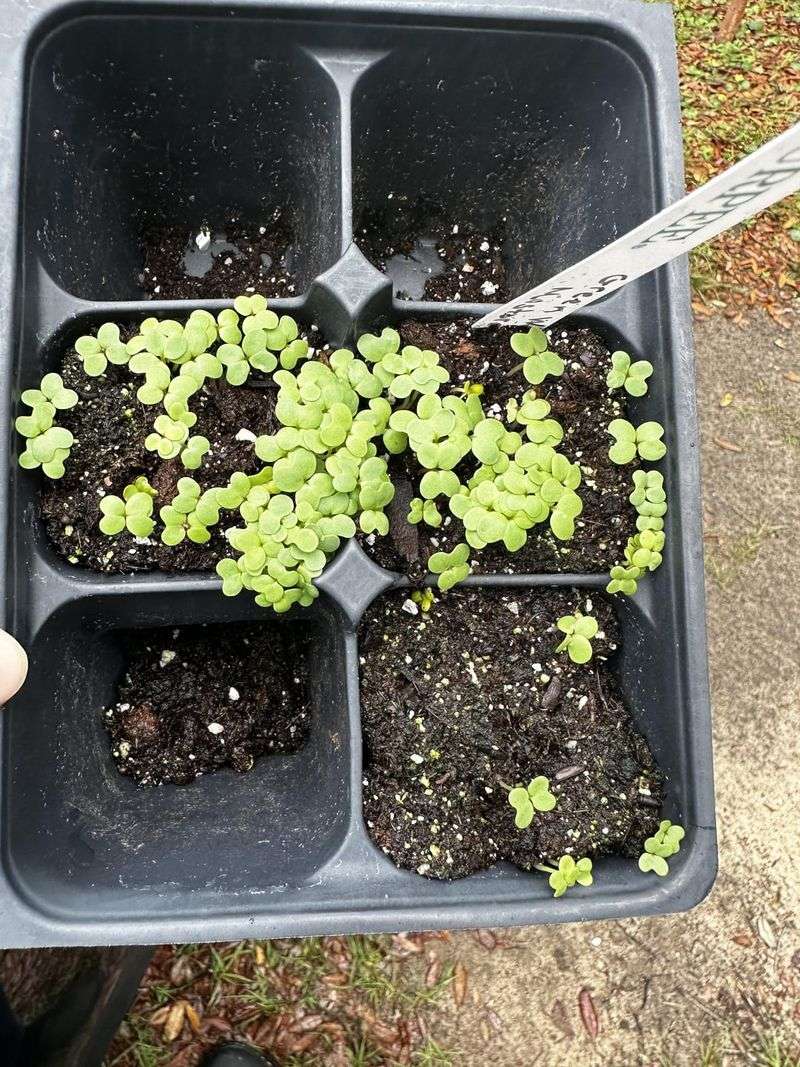 Mustard Greens