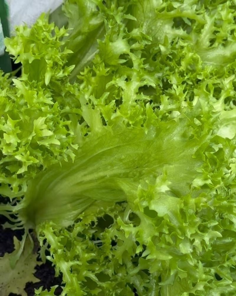Enduring Endive