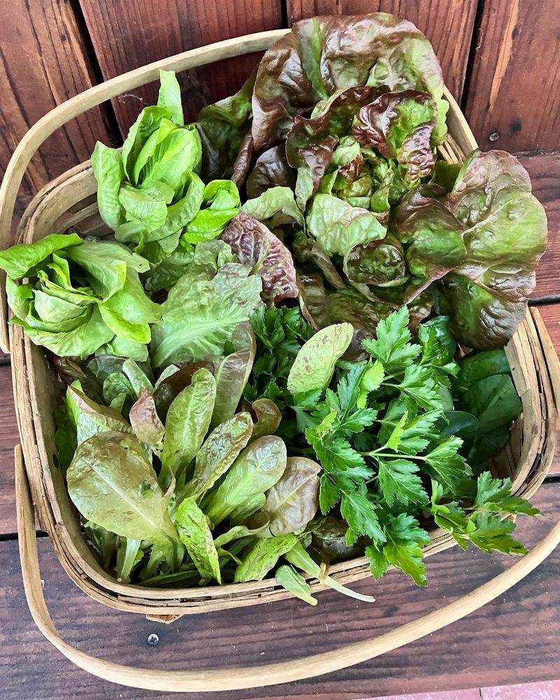 Leaf Lettuce: The Cut-and-Come-Again Champion